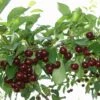 Cherry 'Athos' -plant store pl2000036819