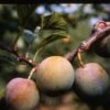 Greengage 'Cambridge Gage' -plant store pl2000036822