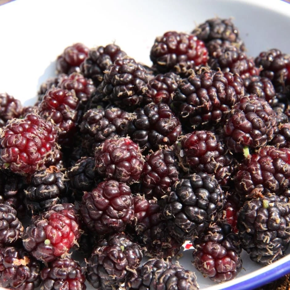 Mulberry 'Chelsea' 3 Mulberry 'Chelsea'