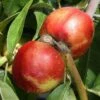 Nectarine 'Lord Napier' 2 Nectarine 'Lord Napier' -plant store pl2000036825