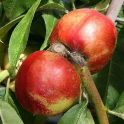 Nectarine 'Lord Napier'