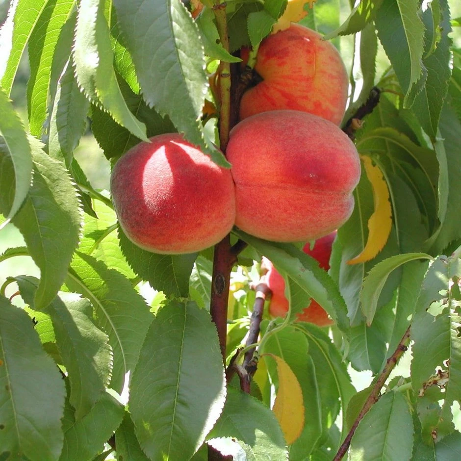 Peach 'Avalon Pride' 3 Peach 'Avalon Pride'