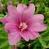 Malva × Clementii 'Burgundy Wine' 1 Malva × Clementii 'Burgundy Wine' -plant store pl2000036874