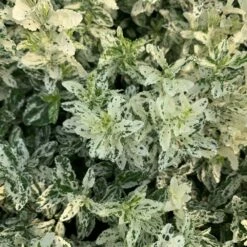 Euonymus Fortunei 'Harlequin' -plant store pl2000036875 card3 lg