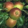 Apple 'Cox's Orange Pippin' 2 Apple 'Cox's Orange Pippin' -plant store pl2000036880