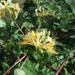 Lonicera Periclymenum 'Sweet Sue' -plant store pl2000036881 card3 lg