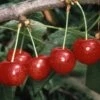 Cherry 'Morello' 1 Cherry 'Morello' -plant store pl2000036882