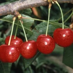 Cherry 'Morello'