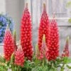 Lupinus 'Beefeater' (PBR) 2 Lupinus 'Beefeater' (PBR) -plant store pl2000036948