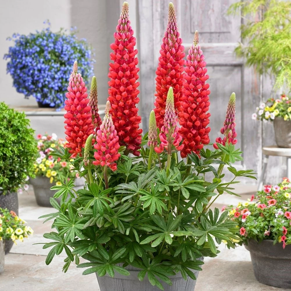 Lupinus 'Beefeater' (PBR) 4 Lupinus 'Beefeater' (PBR) - Image 2