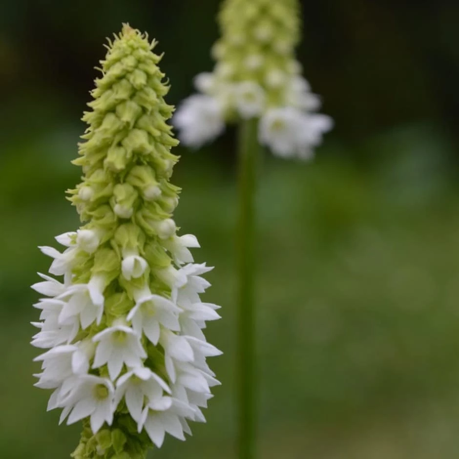 Primula Vialii Alison Holland ('Aliholl') (PBR) 3 Primula Vialii Alison Holland ('Aliholl') (PBR)