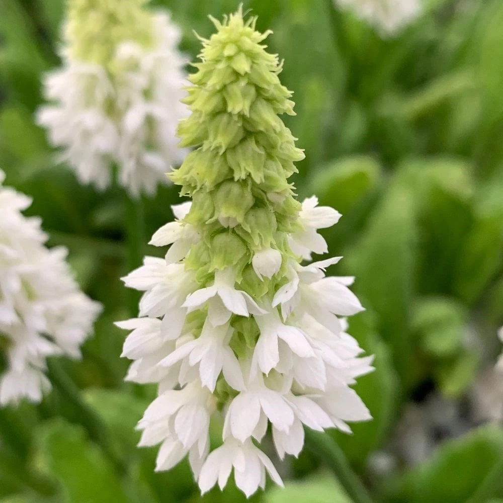 Primula Vialii Alison Holland ('Aliholl') (PBR) 5 Primula Vialii Alison Holland ('Aliholl') (PBR) - Image 3