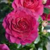Rosa Timeless Purple ('Noa38121') (PBR)