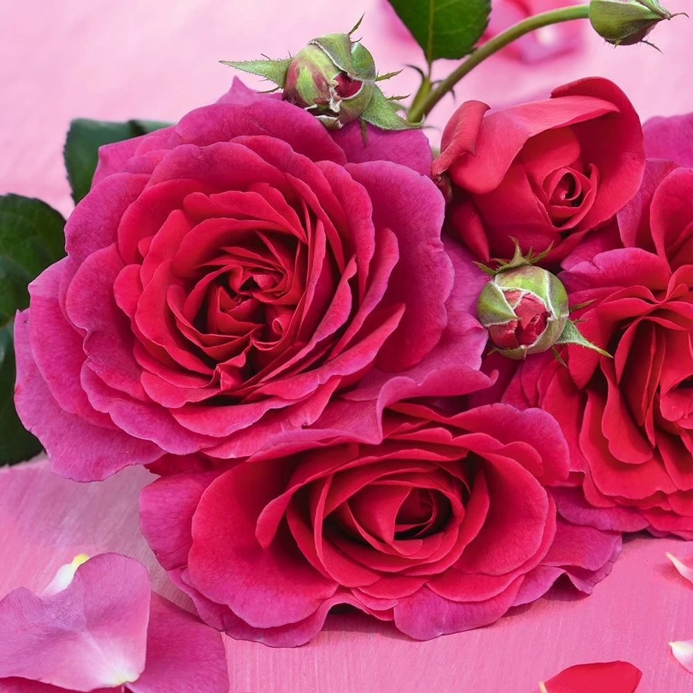 Rosa Timeless Purple ('Noa38121') (PBR) 4 Rosa Timeless Purple ('Noa38121') (PBR) - Image 2