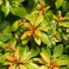 Escallonia Glowing Embers ('Lowat21') (PBR) -plant store pl2000037009