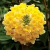 Edgeworthia Chrysantha 'Grandiflora' -plant store pl2000037047