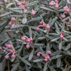 Andromeda Polifolia 'Blue Lagoon' 5 Andromeda Polifolia 'Blue Lagoon' -plant store pl2000037070 card2 lg