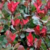 Photinia × Fraseri 'Little Red Robin' -plant store pl2000037076