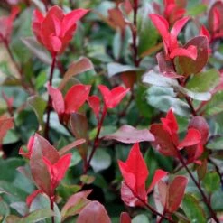 Photinia × Fraseri 'Little Red Robin' -plant store pl2000037076 card2 lg