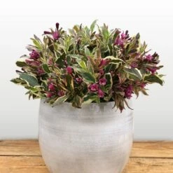 Weigela Florida All Summer Monet ('Verweig 8') (PBR)