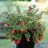Lingonberry Fireballs ('Lirome') (PBR) 1 Lingonberry Fireballs ('Lirome') (PBR) -plant store pl2000037164