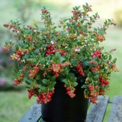 Lingonberry Fireballs ('Lirome') (PBR) -plant store pl2000037164 card3 lg