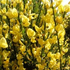 Cytisus × Praecox 'Allgold' 7 Cytisus × Praecox 'Allgold' -plant store pl2000037170 card3 lg