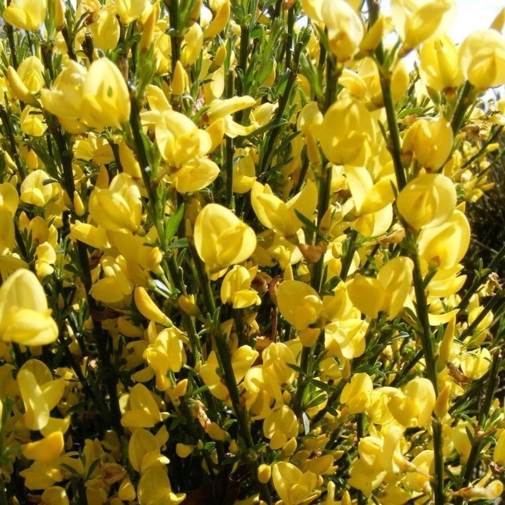 Cytisus × Praecox 'Allgold' 5 Cytisus × Praecox 'Allgold' - Image 3