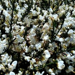 Cytisus × Praecox 'Albus' 5 Cytisus × Praecox 'Albus' -plant store pl2000037171 card2 lg