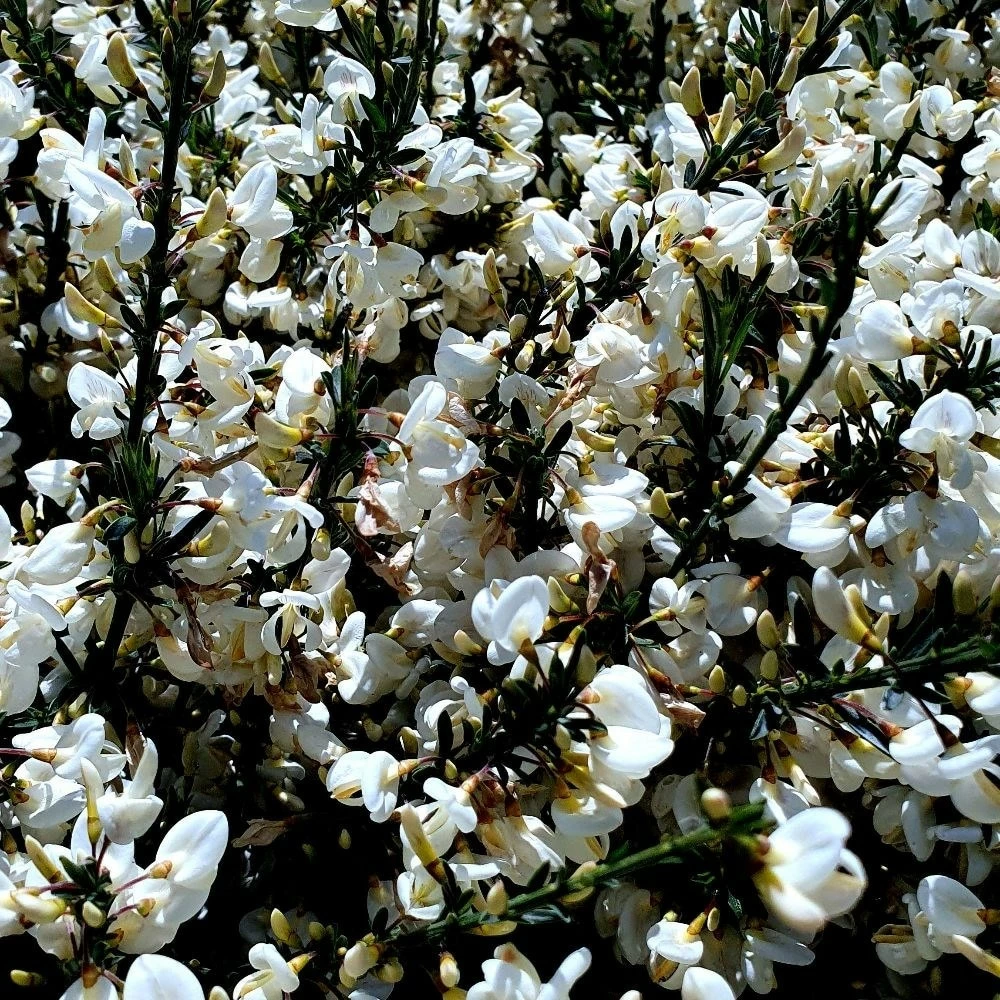 Cytisus × Praecox 'Albus' 4 Cytisus × Praecox 'Albus' - Image 2