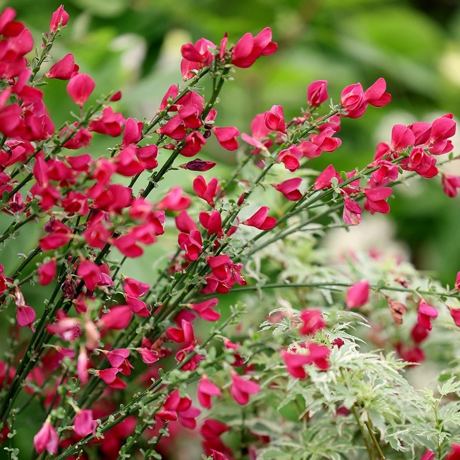 Cytisus × Boskoopii 'Boskoop Ruby' 3 Cytisus × Boskoopii 'Boskoop Ruby'