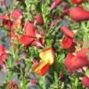 Cytisus 'Lena' -plant store pl2000037173