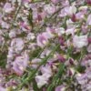 Cytisus 'Moyclare Pink' -plant store pl2000037175