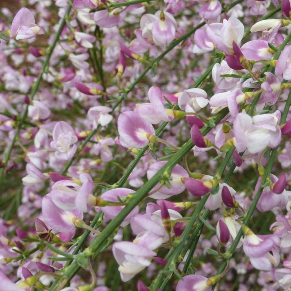 Cytisus 'Moyclare Pink' 3 Cytisus 'Moyclare Pink'