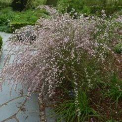 Cytisus 'Moyclare Pink' 6 Cytisus 'Moyclare Pink' -plant store pl2000037175 card2 lg