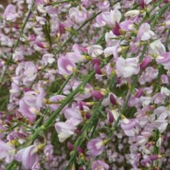 Cytisus 'Moyclare Pink' 7 Cytisus 'Moyclare Pink' -plant store pl2000037175 card3 lg