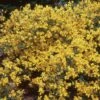 Genista Lydia 2 Genista Lydia -plant store pl2000037179