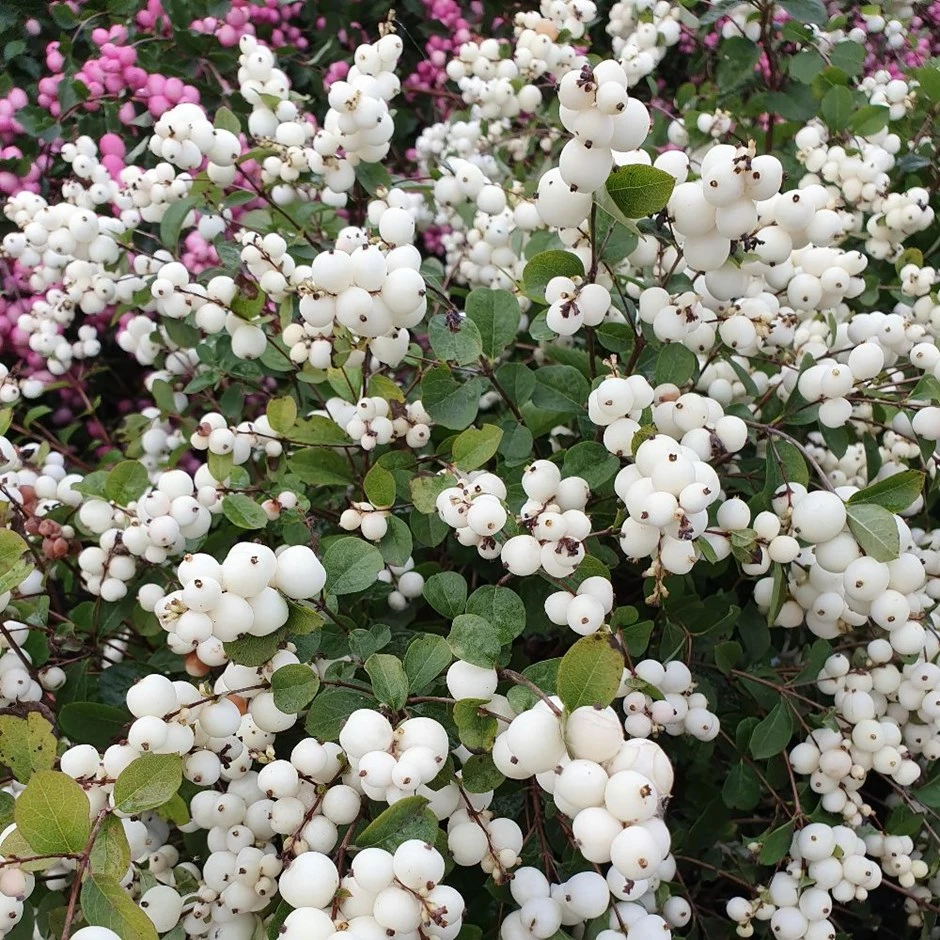 Symphoricarpos Magical Galaxy ('Kolmgala') (PBR) 3 Symphoricarpos Magical Galaxy ('Kolmgala') (PBR)