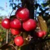 Malus Toringo 'Scarlett' -plant store pl2000037200