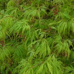 Acer Palmatum 'Dissectum'