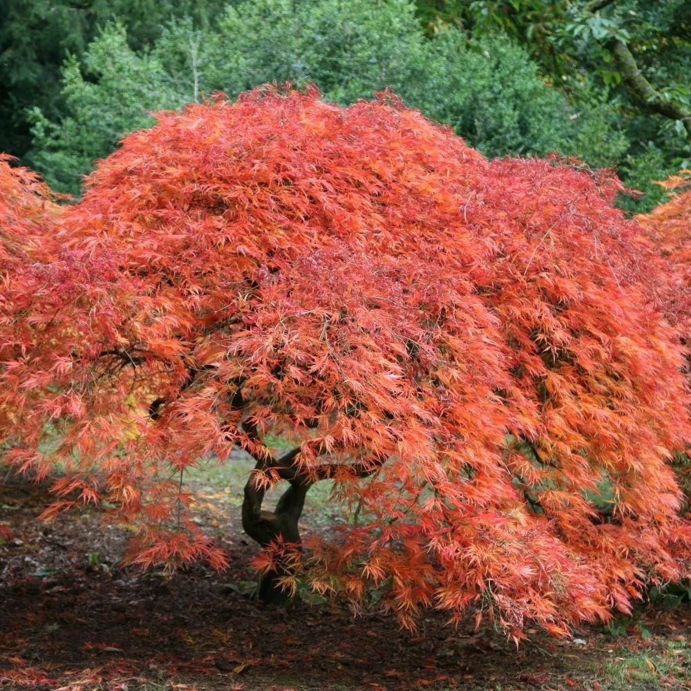 Acer Palmatum 'Dissectum' 4 Acer Palmatum 'Dissectum' - Image 2