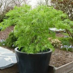 Acer Palmatum 'Dissectum' 9 Acer Palmatum 'Dissectum' -plant store pl2000037215 card3 lg