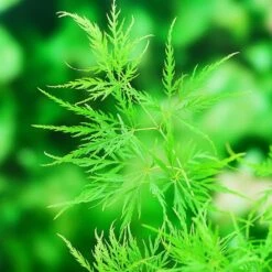 Acer Palmatum 'Dissectum' 11 Acer Palmatum 'Dissectum' -plant store pl2000037215 card5 lg