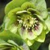 Helleborus × Hybridus Harvington Double Green Speckled 1 Helleborus × Hybridus Harvington Double Green Speckled -plant store pl2000037226