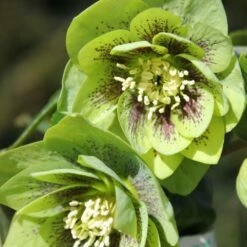 Helleborus × Hybridus Harvington Double Green Speckled 5 Helleborus × Hybridus Harvington Double Green Speckled -plant store pl2000037226 card2 lg