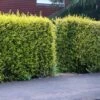Ligustrum 'Aureum' - Golden Privet Hedging 2 Ligustrum 'Aureum' - Golden Privet Hedging -plant store pl2000037245