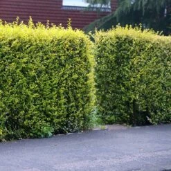 Ligustrum 'Aureum' - Golden Privet Hedging