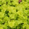 Heuchera 'Lime Marmalade' -plant store pl2000037347