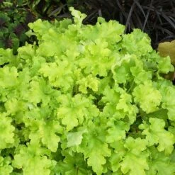 Heuchera 'Lime Marmalade' -plant store pl2000037347 card3 lg