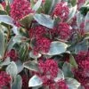 Skimmia Japonica 'Perosa' (PBR) (male) 1 Skimmia Japonica 'Perosa' (PBR) (male) -plant store pl2000037358